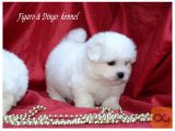 Coton de Tulear mladički