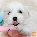 Coton de Tulear Mladički na prodaj!