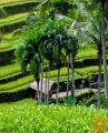 Letalske karte Denpasar/Bali za 703 EUR