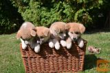 Akita Inu štenci