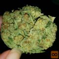 Medicinska marihuana in olje iz marihuane