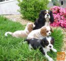 Cavalier King Charles Spaniel ~ mladički
