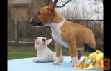 Bulterijer i dogo argentino stenci na prodaju