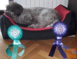 Lagotto Romagnolo štenci za prodaju