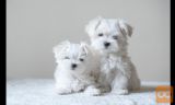 Maltezer i coton de tulear stenci na prodaju