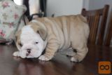 Angleški Bulldog Mladički