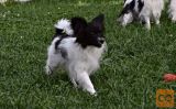 PAPILLON MLADIČI (METULJČKI)