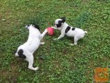 Boston terrier beli mladički 500€