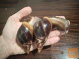 Orjaški afriški polž ahatnik (lissachatina fulica)