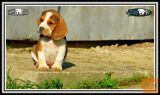 BEAGLE/BIGL mladiči! (SLIKE-Pro/HD VIDEO)
