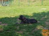 Cane Corso samice