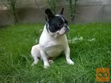 francoski bulldog, samci