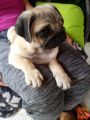 Mops bež mladiček z rodovnikom