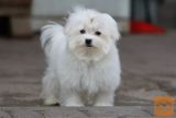 Maltezer i coton de tulear stenci na prodaju