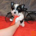 Biewer Terrier mladički