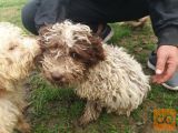 Lagotto romagnolo štenci