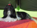 SHIH TZU Z RODOVNIKOM