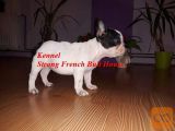 Francuski buldog štenci