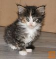 Maine coon mačići