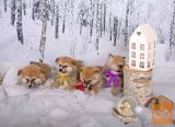 Akita inu štenci