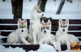 Sibirski haski i samojed stenci na prodaju