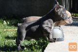 Francuski buldog štenci
