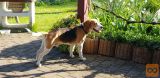 Podarim psa pasme Beagle