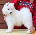 Samoyedski mladički.