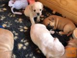 Pug Puppies Beautiful registrirani rodovnik
