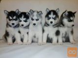 Sibirski haski i samojed stenci na prodaju