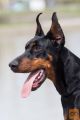 DOBERMAN MLADIČ