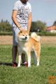Japanska akita štenci