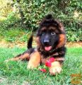 GSD Longhair / Njemacki ovcar dugodlaki