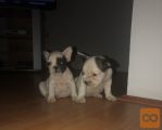 Francuski buldog štenci