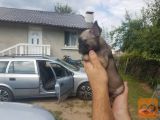 Francuski buldog štenci