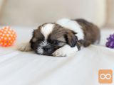 Očarljivi moški in ženski psički Shih Tzu Imamo 2