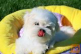Maltezer i coton de tulear stenci na prodaju