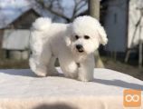 Bichon i bolonjezer stenci na prodaju