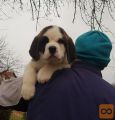 Bernardinec Mladicek- St.bernard kennel Od Mikija
