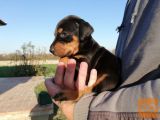 Doberman štenci