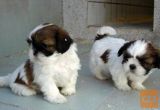 Shih Tzu (Ši Cu) i Yorkshir Terieri stenci