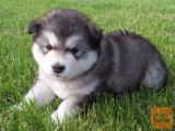 Aljaški Malamut in Akita inu mladiči