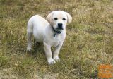Zlatni Retriver i Labrador stenci na prodaju