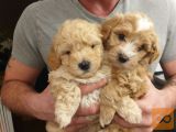 Očarljiv Maltipoo