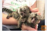 marmoset opice za posvojitev.