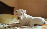 Dogo argentino i bullterijer stenci na prodaju
