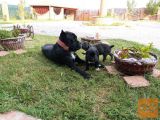 Cane Corco odlični štenci