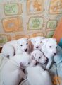 Dogo argentino i bulterijer stenci na prodaju