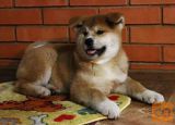 Akita inu i aljaski malamut stenci na prodaju