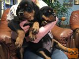 mladiči rottweilerja
